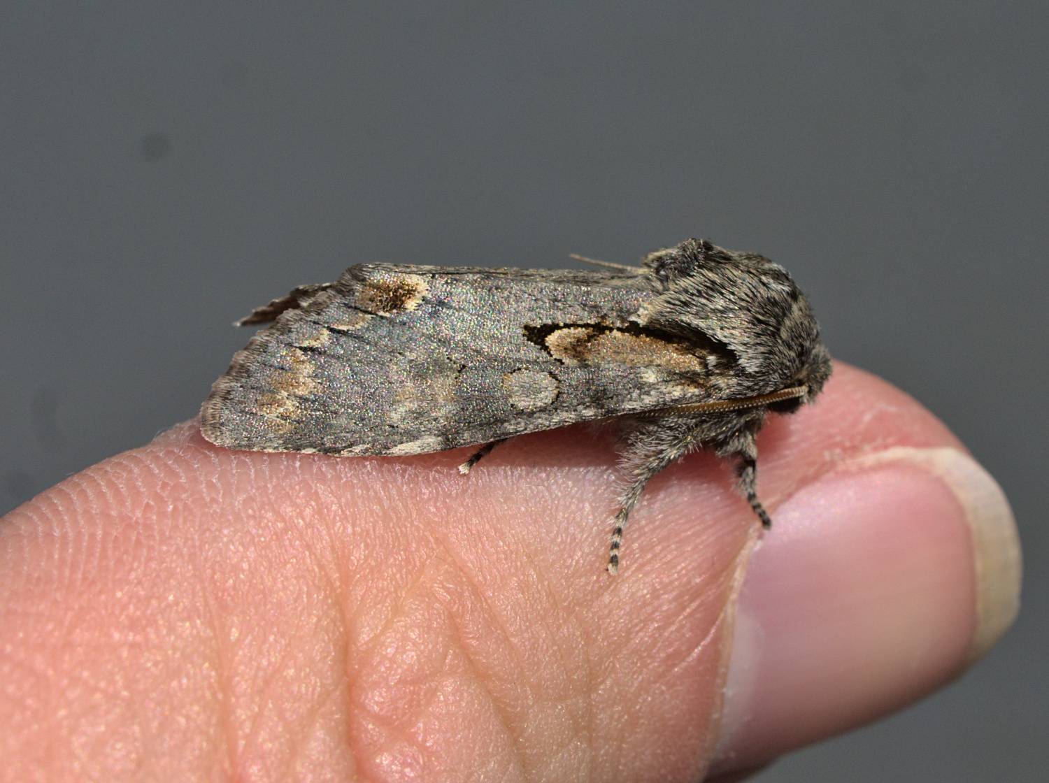 New for LEMSA- Really rad sallow_20210408.jpg